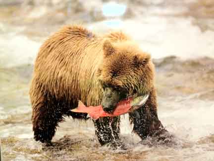 Alaskan Bear and Salmon picture